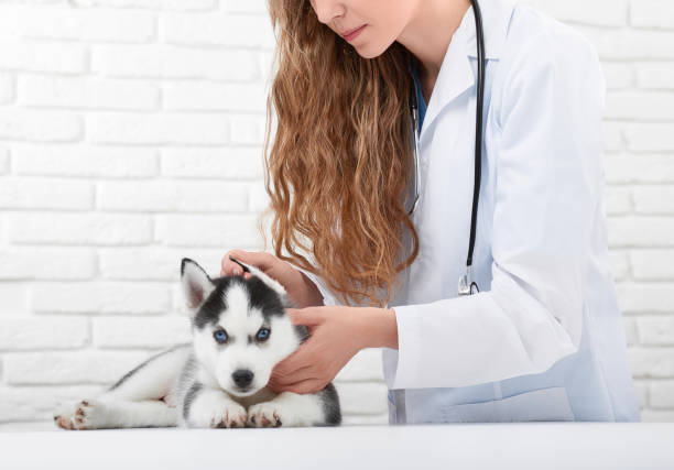 istock Veterinarian examining little husky puppy 845844088