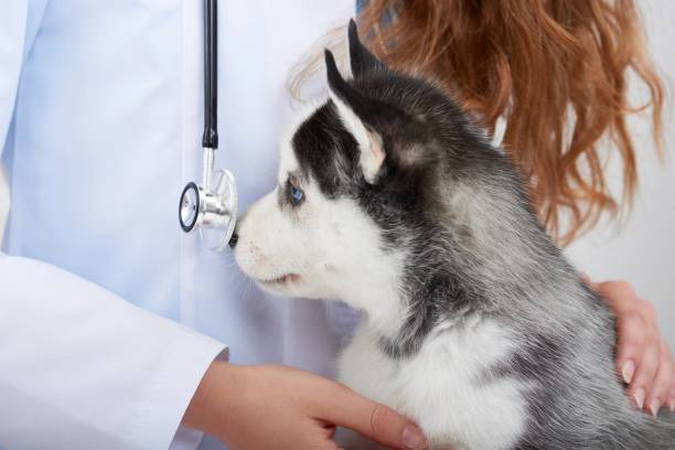 istock Veterinarian examining little husky puppy 845844214