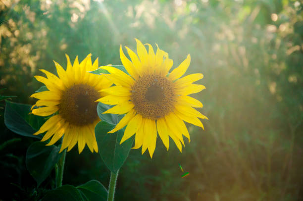 istock Beautiful sunflower natural background, sunrays at sunset 845844376