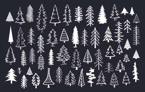 bildbanksillustrationer, clip art samt tecknat material och ikoner med samling av doodle tall gran barrträd i vit färg över svart bakgrund - australia forest background
