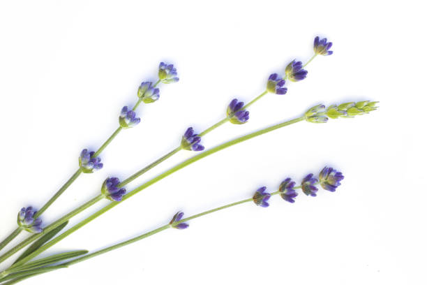 istock Bunch of lavender on white 845855576