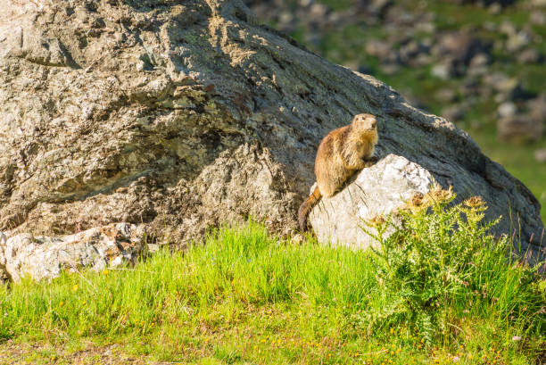 istock Marmot in natural habitat 845860288