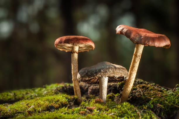 istock Mushrooms in the forest are illuminated by the sun's rays of light 845863146