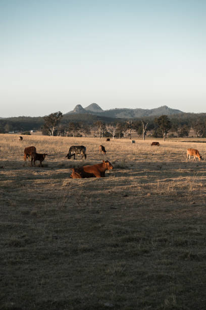 istock Cows in the countryside during the day. 845863724