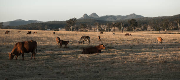 istock Cows in the countryside during the day. 845869370