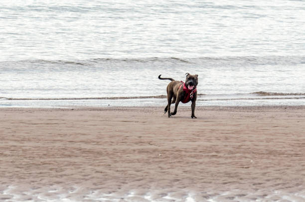 istock Who Let The Dogs Out! 845869824