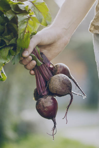 istock Crop person with pile of beetroot 845869994