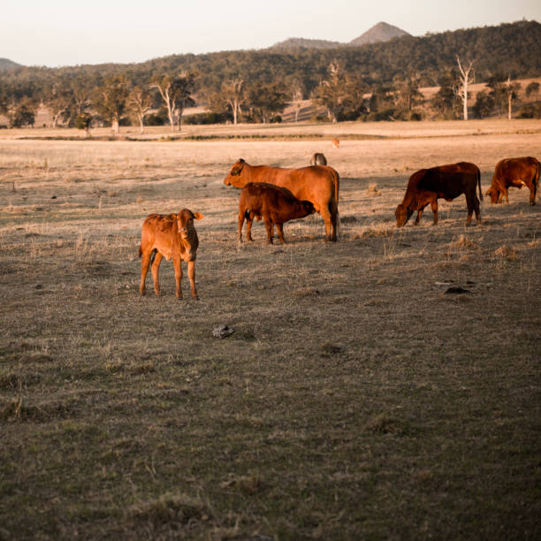istock Cows in the countryside during the day. 845870094