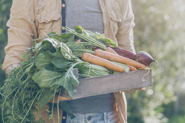 istock Gardener posing with collected harvest 845870150