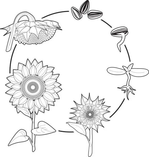 Vector illustration of Life cycle of a Sunflower