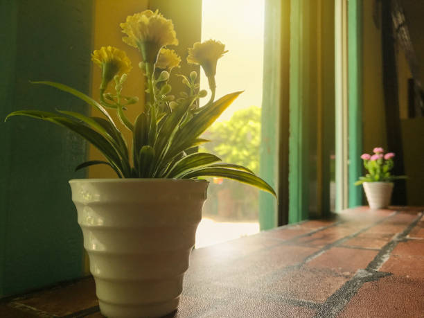 Defocused sunlit kitchen window background with houseplants