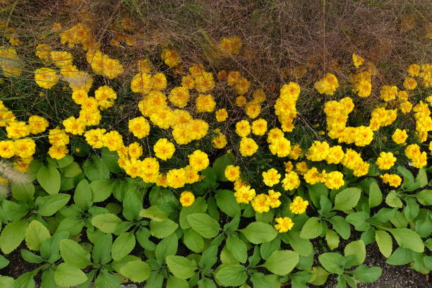 istock Blooming Blossoming Yellow Flowers Background 845874034