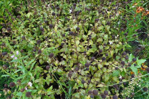istock Green Plant Leaves Background 845881010