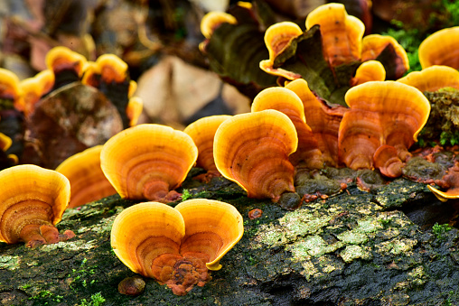 Reishi wild mushroon growing on driftwood, Yellow mushroom in nature