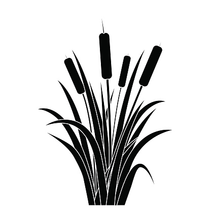 Silhouette Black Water Reed Plant Cattails Leaf Grass Environment Swamp, Lake and River. Vector illustration