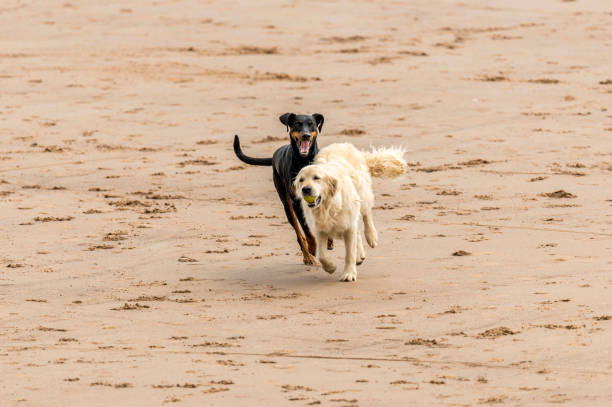 istock Who Let The Dogs Out! 845882654