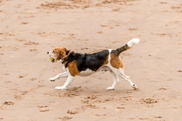 istock Who Let The Dogs Out! 845885222