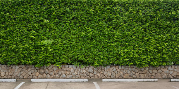 istock Green leaf wall with parking, Nature green leaf background and textured, Leaves wall for background panorama 845885308