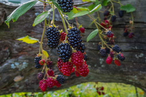 Macro shot of big tasty ripe blackberries on the bush in the garden