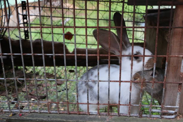 istock fluffy cute curious live rabbits in a cage 845889172