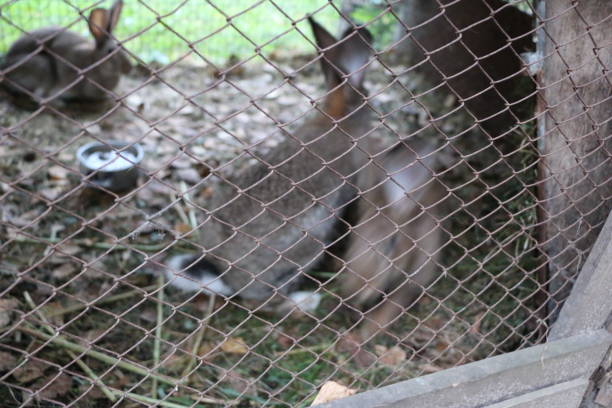istock fluffy cute curious live rabbits in a cage 845889240