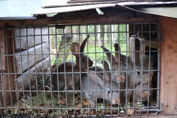 istock fluffy cute curious live rabbits in a cage 845889244