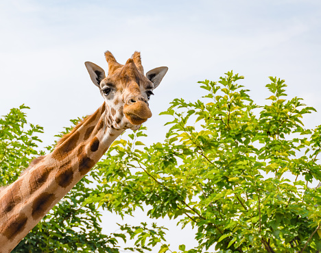 Close up of adult giraffe neck and head. Animal is looking to the camera. Green tree natural background.