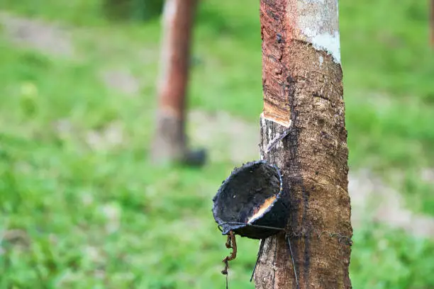 Rubber tree (Hevea brasiliensis) produces latex. By using knife cut at the outer surface of the trunk. Latex like milk Conducted into gloves, condoms, tires, tires and so on.