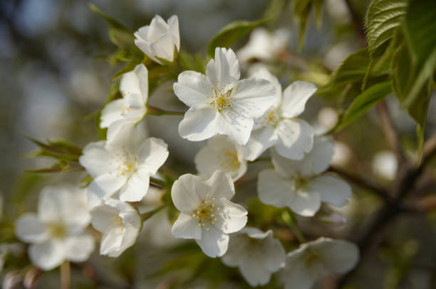 istock Cherry Blossom buds and flowers 845892842