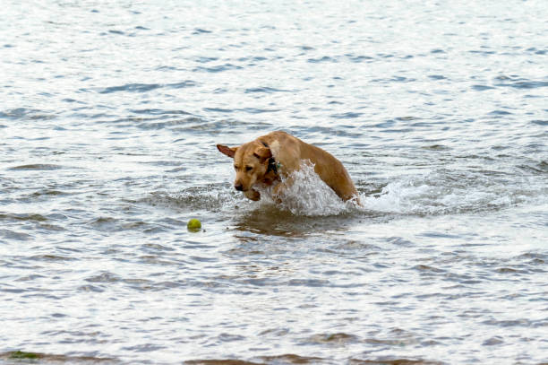istock Dogs at the seaside 845903862