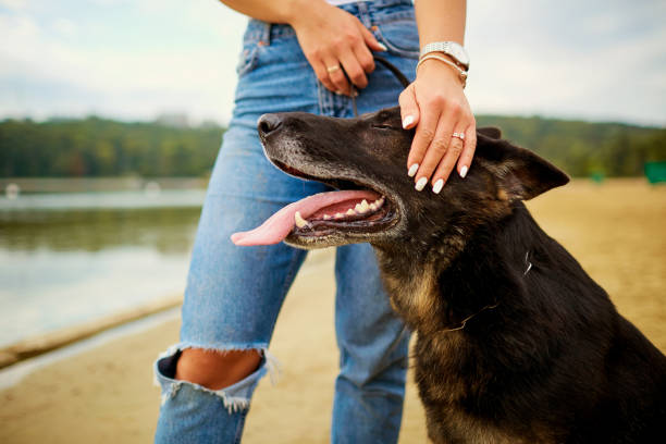 istock German Shepherd with the girl's hands on her ears. 845915148