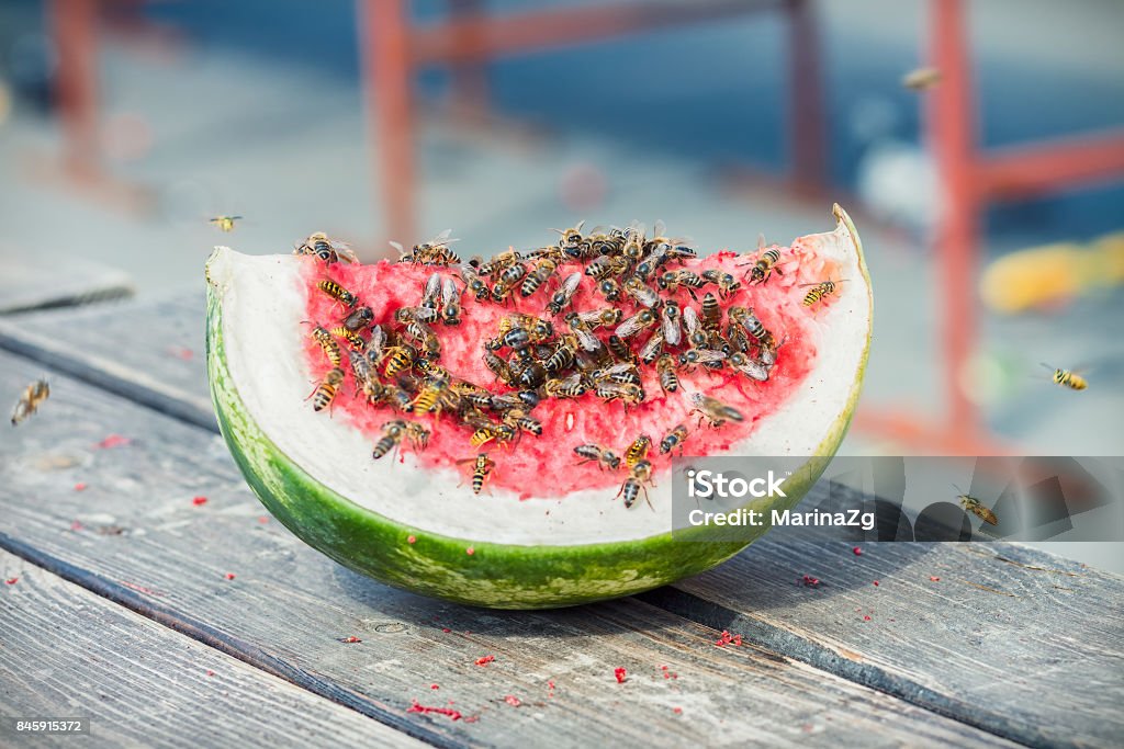 Watermelon slice covered with wasps and bees Watermelon slice covered with wasps and bees, outside on a wooden table on a sunny summer day Melon Stock Photo