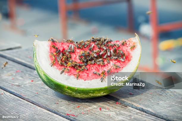 Watermelon Slice Covered With Wasps And Bees Stock Photo - Download Image Now - Melon, Wasp, Backgrounds