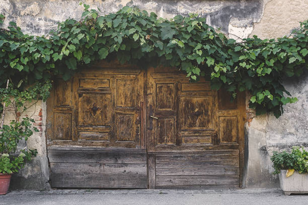 Old wooden double door on an old building, with lush vine above the doorway