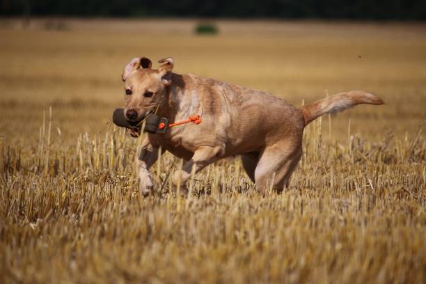 istock Labrador plays on the stubble field 845918428