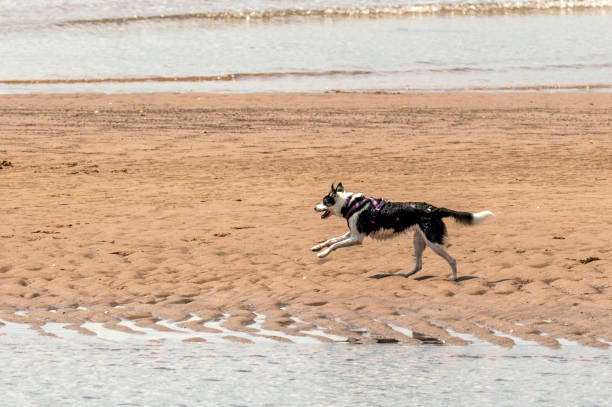 istock Who Let The Dogs Out! 845919214