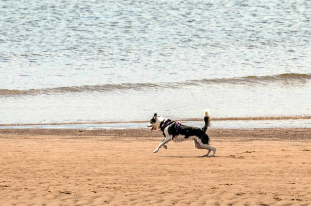 istock Who Let The Dogs Out! 845919420