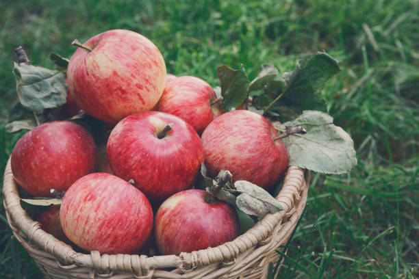 istock Basket with apples harvest on grass in garden, top view 845919606
