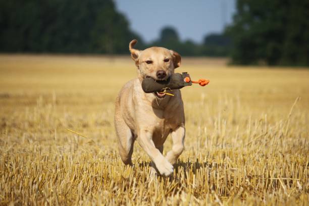 istock Labrador plays on the stubble field 845922076