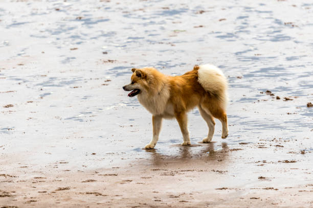 istock Who Let The Dogs Out! 845922796