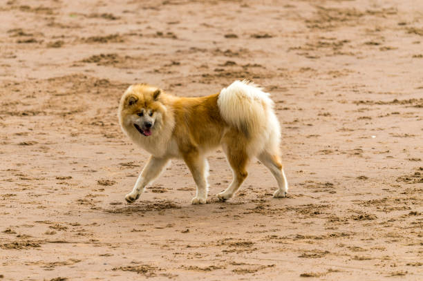 Who Let The Dogs Out! Who Let The Dogs Out! Image sequence depicting a variety of dogs on the beach exercising, playing, running, jumping and frolicking on a beautiful summer's day on one of Devon's finest beaches. finnish spitz stock pictures, royalty-free photos & images