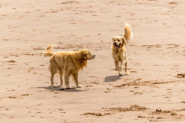 istock Who Let The Dogs Out! 845923332