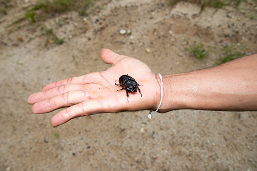 Coconut rhinoceros beetle, Indian rhinoceros beetle or Asian rhinoceros beetle Pest on hand.