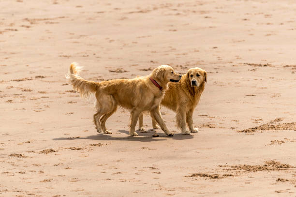 istock Who Let The Dogs Out! 845926564
