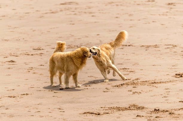 istock Who Let The Dogs Out! 845926726