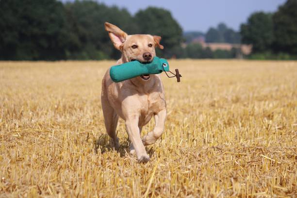 Labrador plays on the stubble field