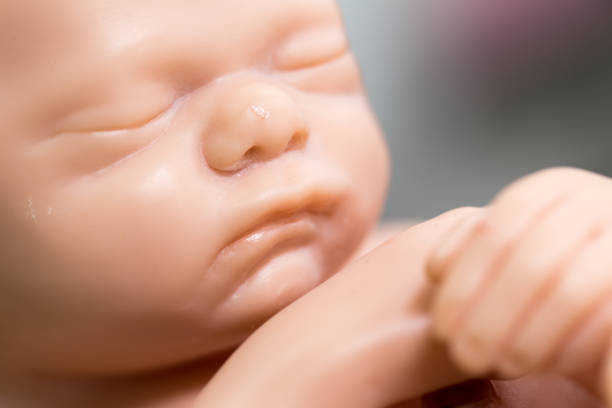 istock Embryo model, fetus for classroom education. 845927424