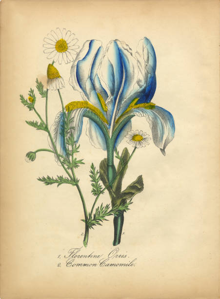 istock Florentine Orchid and Common Camomile Victorian Botanical Illustration 845927956