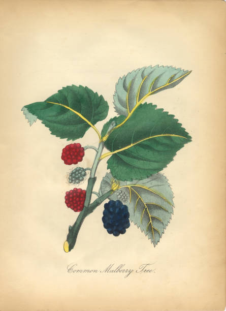 wspólna morwa drzewo wiktoriańskiej ilustracja botaniczna - mulberry bush stock illustrations