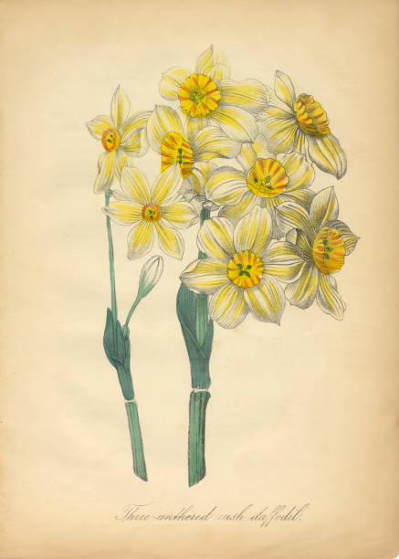 трехазерная лихорадка даффодил викторианская ботаническая илл�юстрация - antique old fashioned daffodil single flower stock illustrations
